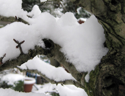 Hawthorn bonsai 